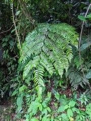 Schizolobium parahyba