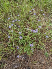 Eurybia hemispherica