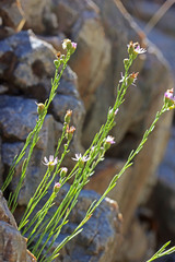 Erigeron arenarioides