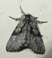 Semixanthia franclemonti
