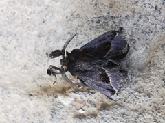 Epiperola