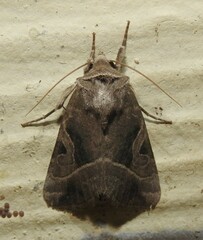 Hexorthodes accurata