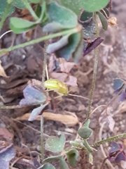 Taylorilygus apicalis