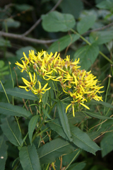 Senecio ovatus alpestris