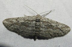 Iridopsis obliquaria