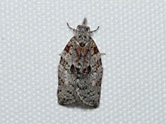 Isotenes miserana