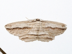 Euphronarcha luxaria