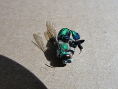 Euglossa