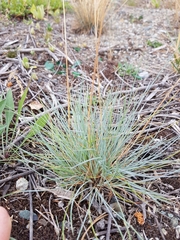Festuca saximontana