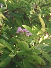 Pereskia grandifolia