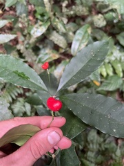 Ardisia