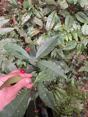 Ardisia