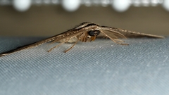 Euphronarcha luxaria