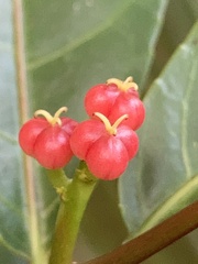 Excoecaria cochinchinensis