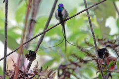 Loddigesia mirabilis