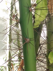 Pereskia grandifolia