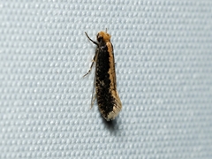 Monopis crocicapitella