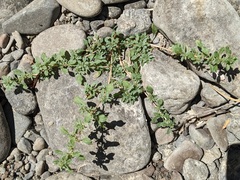 Amaranthus blitoides