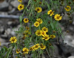 Helenium elegans