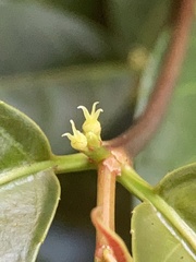 Excoecaria cochinchinensis