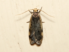 Hoplostega ochroma