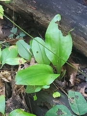 Liparis liliifolia