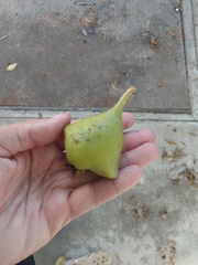 Pereskia grandifolia
