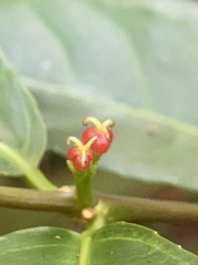 Excoecaria cochinchinensis