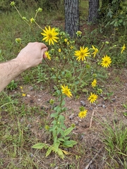Silphium asteriscus