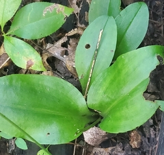 Liparis liliifolia