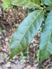 Excoecaria cochinchinensis