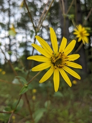 Silphium asteriscus