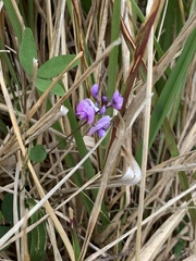 Glycine tabacina