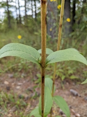 Silphium asteriscus