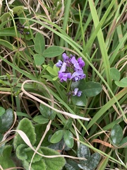 Glycine tabacina