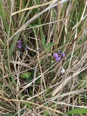 Glycine tabacina