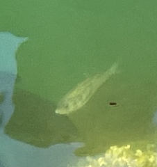 Cymatogaster aggregata