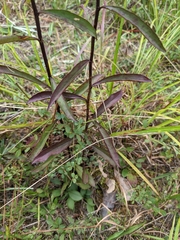 Solidago odora odora