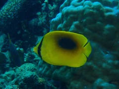 Chaetodon speculum