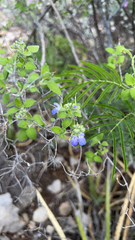 Salvia ballotiflora