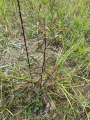 Solidago odora odora
