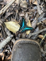 Graphium policenes