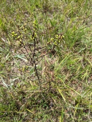 Solidago odora odora