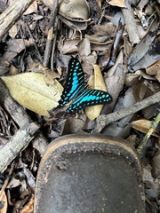 Graphium policenes