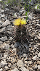 Hamatocactus hamatacanthus