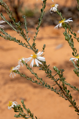 Olearia