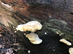 Phyllotopsis nidulans