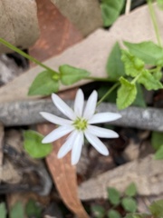Stellaria flaccida