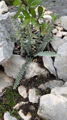 Astrolepis integerrima