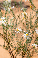 Olearia